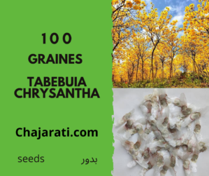 Graines de Tabebuia chrysantha