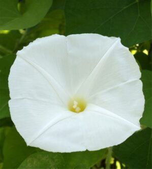 graines Morning Glory Pearly Gates - Ipomoea seeds