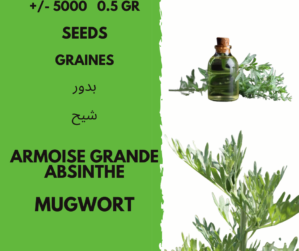 GRAINES ARMOISE GRANDE ABSINTHE - Mugwort seeds