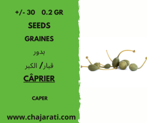 +/- 30 0.2 Gr graines de caprier -seeds Caper