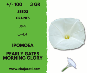 graines Morning Glory Pearly Gates - Ipomoea seeds