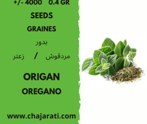 Graines d'Origan - Oregano Seeds