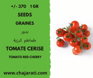 +/- 370 1 Gr graines de tomate cerise - cherry tomato seeds