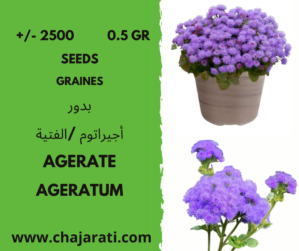 +/- 2500 0.5 Gr graines agerate - Ageratum seeds