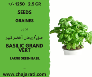 graines de basilic grand vert Algerie