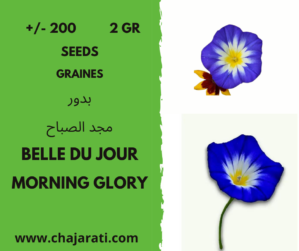 graines belle du jour - Morning glory seeds