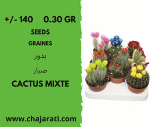 graines de cactus mixte Algerie