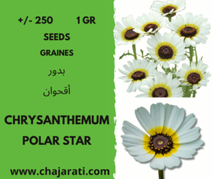 Chrysanthème Chrysanthemum polar star