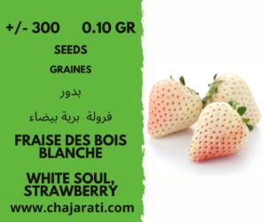 graine fraisier des bois ( Blanche) - White Soul