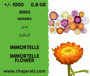 +/- 1000 0.8 Gr graines de fleur immortelle - immortelle flower seeds