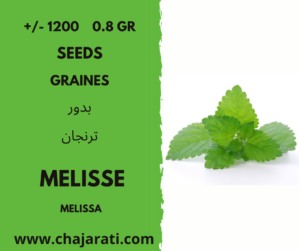 +/- 1200 0.8 Gr graines de Melisse Algerie