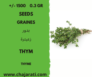 graines de Thym - thyme seeds