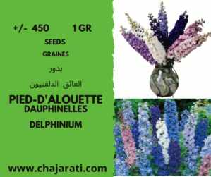 graine de Pied-d’alouette – Dauphinelles – Delphinium seeds