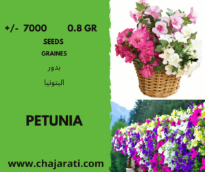Graines de petunia – petunia seeds