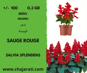 Graines de sauge rouge (Salvia splendens), environ 100 par sachet, pour des fleurs éclatantes et colorées dans vos jardins.