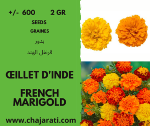Seeds French marigold – Graines d’ Œillet d’Inde