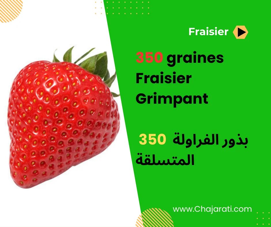 350 graines de fraisier grimpant