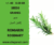 +/- 40. 0.05 Gr Graines de romarin – Rosemary seeds
