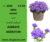 +/- 2500 0.5 Gr graines agerate – Ageratum seeds